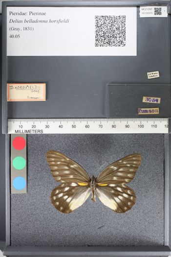 Media type: image;   Entomology 130373